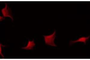 ABIN6275894 staining Hela by IF/ICC. (Fibrinogen beta Chain Antikörper  (C-Term))