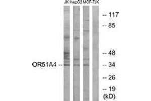 Western blot analysis of extracts from Jurkat/HepG2/MCF-7 cells, using OR51A4 Antibody.