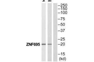 Western blot analysis of extracts from Jurkat/293 cells, using ZNF695 antibody. (ZNF695 Antikörper  (C-Term))