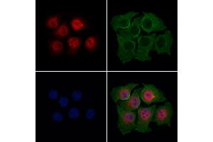ABIN7094775 and ABIN7098826 staining HepG2 cells by IF/ICC. (AES Antikörper  (N-Term))