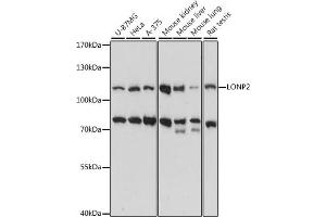 Western blot analysis of extracts of various cell lines, using LONP2 antibody (ABIN7268293) at 1:1000 dilution. (LONP2 Antikörper  (AA 1-300))