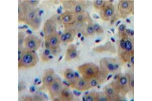 IHC-P analysis of Liver tissue, with DAB staining. (Peptide YY Antikörper  (AA 30-98))