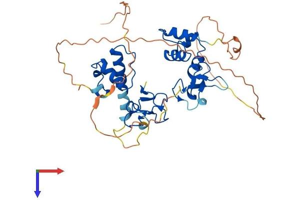 RFFL Protein (AA 1-377) (His tag)