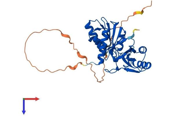 Ribose 5-Phosphate Isomerase A (RPIA) (AA 1-311) protein (His tag)