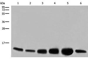 Western blot analysis of HEPG2 HUVEC and NIH/3T3 cell Human heart tissue Mouse heart tissue PC-3 cell lysates using COX6C Polyclonal Antibody at dilution of 1:800 (COX6C Antikörper)