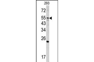 Western blot analysis of GNS antibody (Center ) (ABIN390494 and ABIN2840853) in 293 cell line lysates (35 μg/lane). (GNS Antikörper  (AA 174-203))