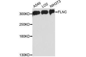 Western blot analysis of extracts of various cell lines, using FLNC antibody. (FLNC Antikörper)