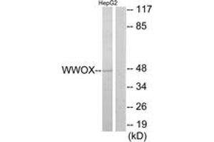 Western blot analysis of extracts from HepG2 cells, using WWOX Antibody.