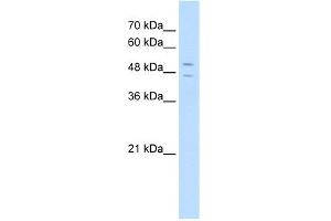 WB Suggested Anti-STEAP3 Antibody Titration:  5. (STEAP3 Antikörper  (N-Term))