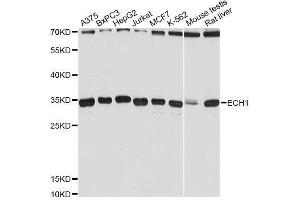 Western blot analysis of extracts of various cell lines, using ECH1 Antibody.