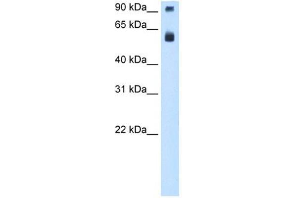 TAF15 Antikörper  (N-Term)