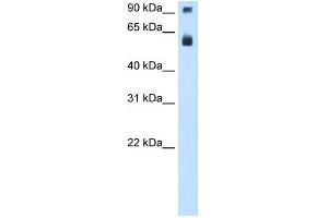 TAF15 anticorps  (N-Term)