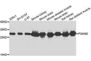 Western blot analysis of extracts of various cell lines, using PGAM2 antibody. (PGAM2 Antikörper  (AA 1-253))
