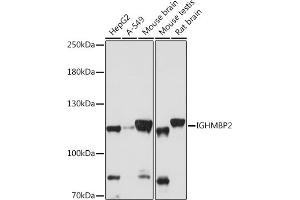 Western blot analysis of extracts of various cell lines, using IGHMBP2 antibody (ABIN7267848) at 1:1000 dilution. (IGHMBP2 Antikörper  (AA 540-720))