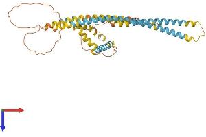 AlphaFold protein structure predicition of Human Recombinant SMCO2 Protein, UniprotID A6NFE2 (SMCO2 Protein (AA 1-343) (His tag))
