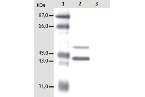 Western Blotting analysis of whole cell lysate of MCF-7 human breast adenocarcinoma cell line. (Keratin 5/8 Antikörper)