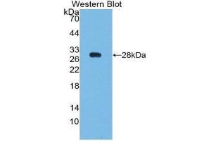 Western Blotting (WB) image for anti-B-Cell CLL/lymphoma 2 (BCL2) (AA 2-211) antibody (ABIN1077852) (Bcl-2 Antikörper  (AA 2-211))