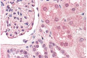 Human Kidney (formalin-fixed, paraffin-embedded) stained with TFAP2A antibody ABIN290449 at 2. (TFAP2A Antikörper  (AA 3-14))