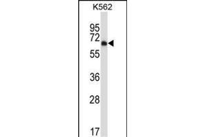 Mouse Dyrk2 Antibody (C-term) (ABIN657991 and ABIN2846937) western blot analysis in K562 cell line lysates (35 μg/lane). (DYRK2 Antikörper  (C-Term))