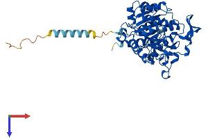 GCNT1 Protein (AA 1-428) (His tag)
