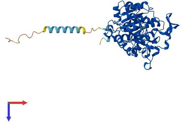 GCNT1 Protein (AA 1-428) (His tag)
