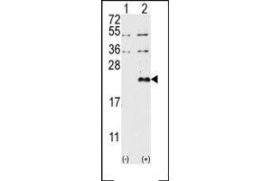 Image no. 1 for anti-Dual Specificity Phosphatase 13 (DUSP13) (AA 13-1), (N-Term) antibody (ABIN360792)