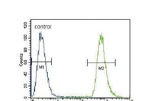 NEU2 Antibody (N-term) (ABIN656123 and ABIN2845462) flow cytometric analysis of A549 cells (right histogram) compared to a negative control cell (left histogram).