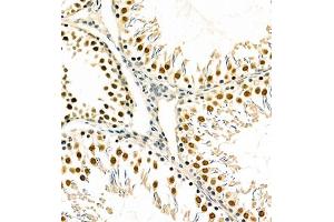 Immunohistochemistry of paraffin embedded mouse testis using PCGF1 (ABIN7075123) at dilution of 1:700 (300x lens) (PCGF1 Antikörper)