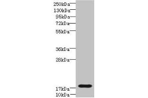 Western blot All lanes: TRAPPC6B antibody at 4 μg/mL + Mouse kidney tissue Secondary Goat polyclonal to rabbit IgG at 1/10000 dilution Predicted band size: 18, 15 kDa Observed band size: 18 kDa
