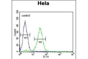 CREM Antibody (C-term) (ABIN653067 and ABIN2842668) flow cytometric analysis of Hela cells (right histogram) compared to a negative control (PBS alone) (left histogram). (CREM Antikörper  (C-Term))