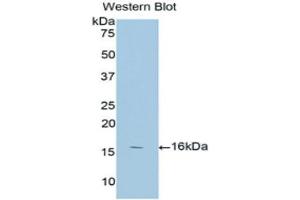 Western Blotting (WB) image for anti-Annexin A3 (ANXA3) (AA 190-312) antibody (ABIN1858023) (Annexin A3 Antikörper  (AA 190-312))