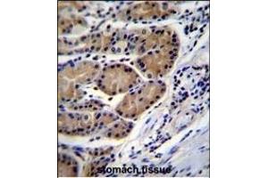 CTSO Antibody (N-term) (ABIN656692 and ABIN2845928) immunohistochemistry analysis in formalin fixed and paraffin embedded human stomach tissue followed by peroxidase conjugation of the secondary antibody and DAB staining.