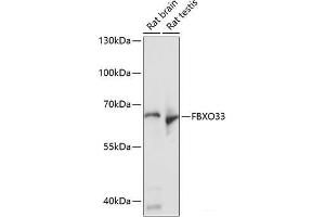 Western blot analysis of extracts of various cell lines using FBXO33 Polyclonal Antibody at dilution of 1:1000. (FBXO33 Antikörper)