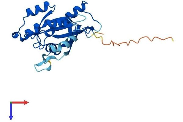 RAB39A Protein (AA 1-217) (His tag)