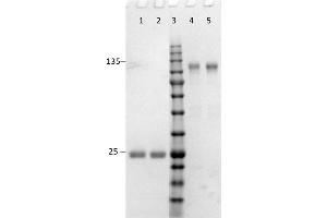 SDS-PAGE results of Goat F(ab')2 Anti-Rabbit IgG (H&L) Antibody. (Ziege anti-Kaninchen IgG (Heavy & Light Chain) Antikörper - Preadsorbed)