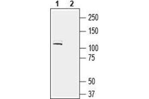 LRRC4B Antikörper  (Extracellular, N-Term)
