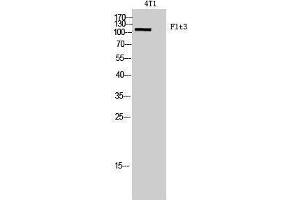 Western Blotting (WB) image for anti-Fms-Related tyrosine Kinase 3 (FLT3) (Internal Region) antibody (ABIN3181448) (FLT3 Antikörper  (Internal Region))