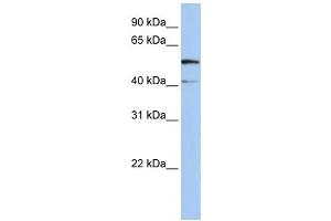 Western Blotting (WB) image for anti-Solute Carrier Family 23 Member 3 (SLC23A3) antibody (ABIN2458812) (SLC23A3 Antikörper)