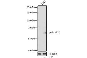 Western blot analysis of extracts of 293T cells, using Phospho-Src-S17 antibody  at 1:1000 dilution. (Src Antikörper  (pSer17))