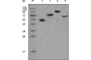 Western Blot showing human IgG (Fc specific) antibody used against different fusion proteins with human IgG (Fc specific) tag. (Maus anti-Human IgG (Fc Region) Antikörper)