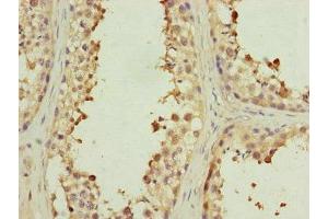 Immunohistochemistry of paraffin-embedded human testis tissue using ABIN7151077 at dilution of 1:100