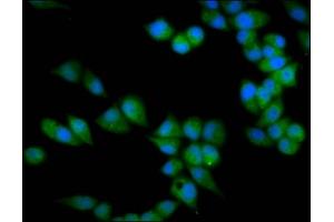 Immunofluorescence staining of Hela cells with ABIN7172139 at 1:133, counter-stained with DAPI. (PRSS16 Antikörper  (AA 352-489))