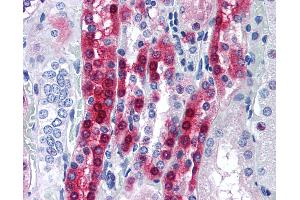 Anti-PPP1R1A antibody IHC of human kidney. (PPP1R1A Antikörper  (AA 50-100))