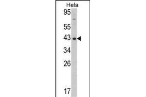 Western blot analysis of Mouse Dnmt3L Antibody (ABIN387907 and ABIN2844287) in Hela cell line lysates (35 μg/lane). (DNMT3L Antikörper  (AA 389-421))