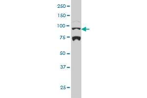 NR3C1 monoclonal antibody (M01), clone 2C8 Western Blot analysis of NR3C1 expression in Hela S3 NE . (Glucocorticoid Receptor Antikörper  (AA 51-140))