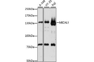Western blot analysis of extracts of various cell lines, using MIC antibody (ABIN7268515) at 1:1000 dilution. (MICAL1 Antikörper  (AA 718-1067))
