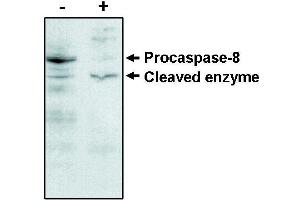 Western blot analysisusing caspase -8 antibody on MCF-7 cells negative (-) and positive (+) for caspase-3 after treatment for 48 hours with thapsigargin. (Caspase 8 Antikörper)