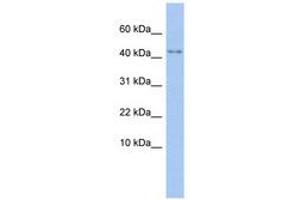 Image no. 1 for anti-Purinergic Receptor P2X, Ligand-Gated Ion Channel, 5 (P2RX5) (AA 35-84) antibody (ABIN6740428)