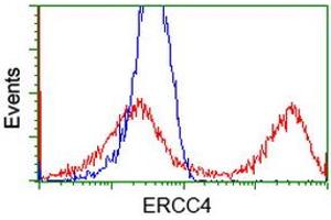 HEK293T cells transfected with either RC223300 overexpress plasmid (Red) or empty vector control plasmid (Blue) were immunostained by anti-ERCC4 antibody (ABIN2454690), and then analyzed by flow cytometry. (ERCC4 Antikörper)