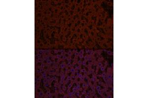 Immunofluorescence analysis of rat liver cells using Sonic Hedgehog (Shh) Rabbit pAb (ABIN6134067, ABIN6147741, ABIN6147743 and ABIN6223662) at dilution of 1:50 (40x lens). (Sonic Hedgehog Antikörper)